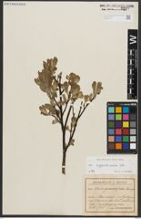 Foto von Salix appendiculata Vill.